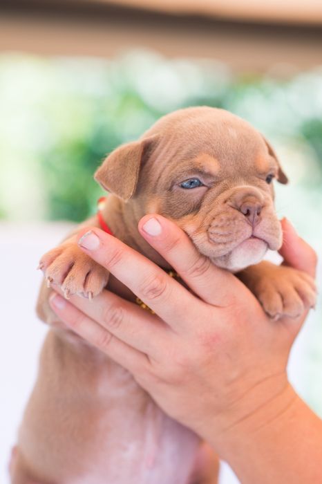 Американский булли детки