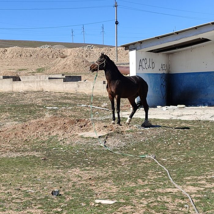 Құнан таза қанды