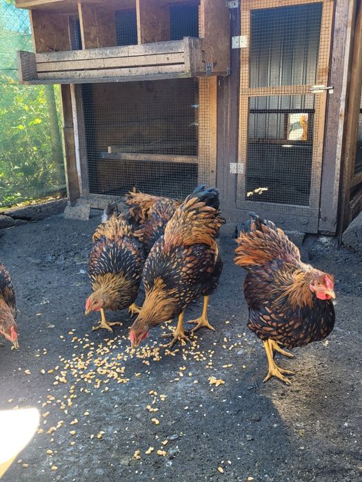 Vând cocoși wiandotte Gsg