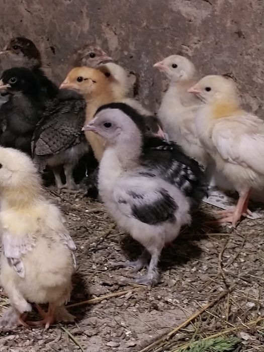 Цыплята домашние