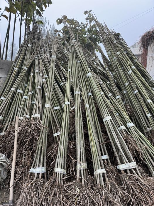 Павлония бор Pavlovniya sotiladi optom