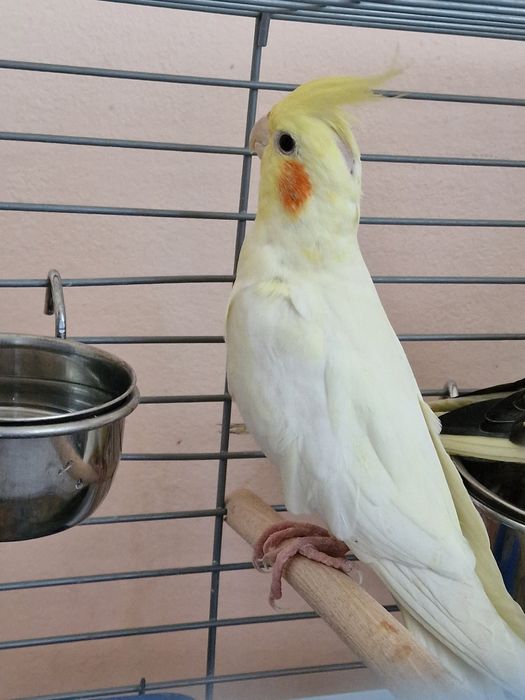 Попугай Корелла-нимфа  продам