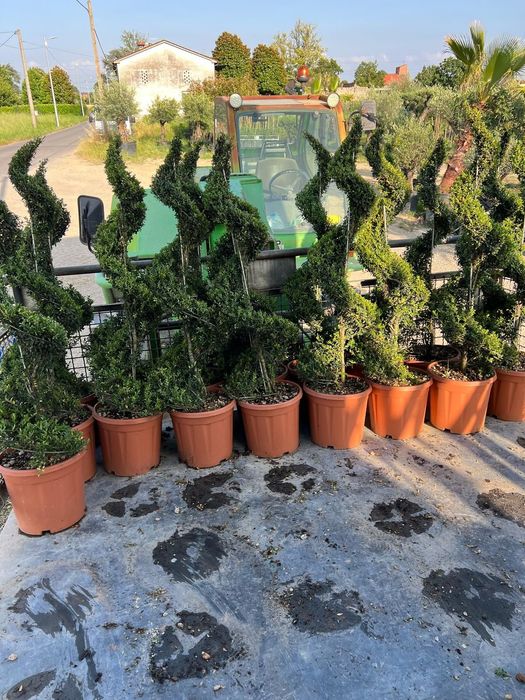 Tuia  leylandi  plante  bambus