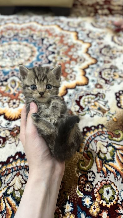 Mushuk sotiladi srochna annig omoxchi bosela tel qilila .