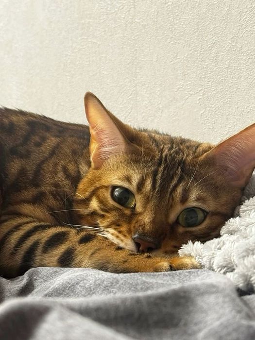 Вязка бенгальского кота