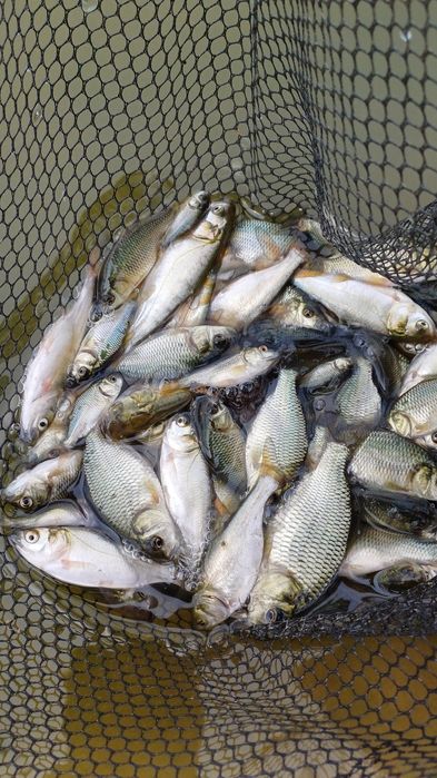 Сиголетка карпа и толстолоба