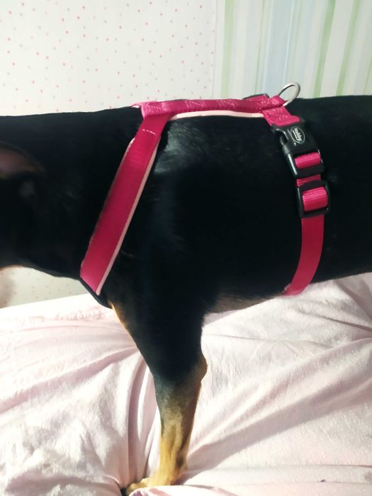 Нагръдник за куче