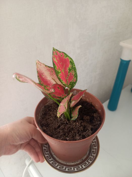 Команатние растения