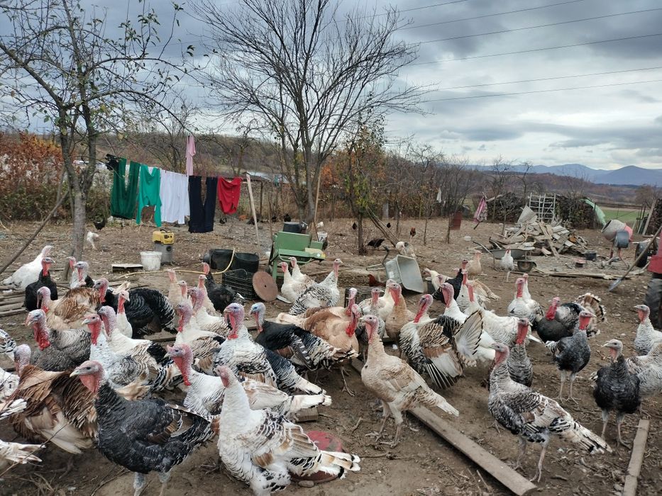 Vând curcani grași de casă