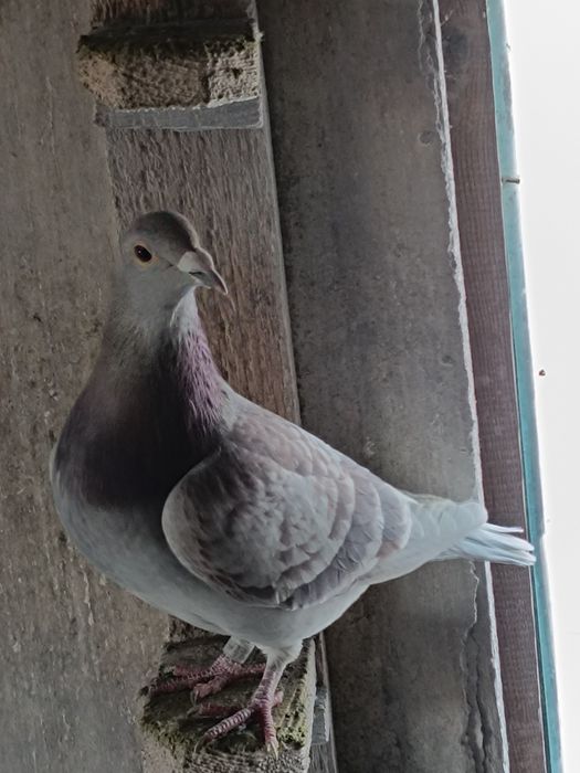 Porumbei voiajori cu expozitie