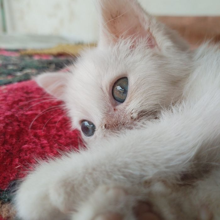 Одам котёнка бесплатно