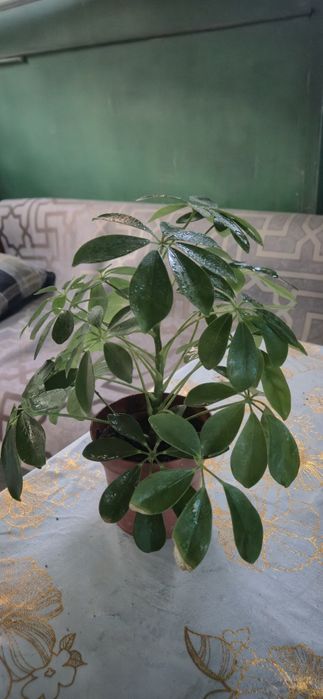 Продам комнатные цветы