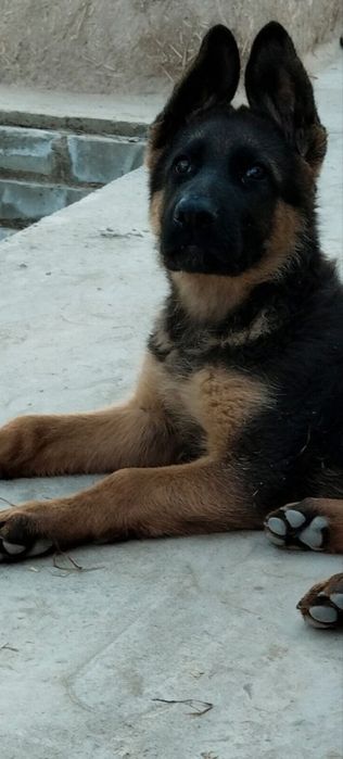 Немецкий овчарка боллалари сотилади