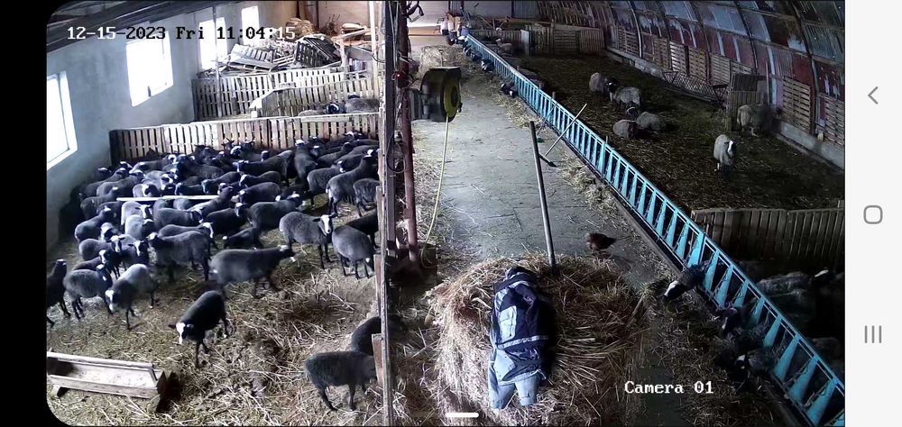 150бр.Romanovski ovce Романовски овце