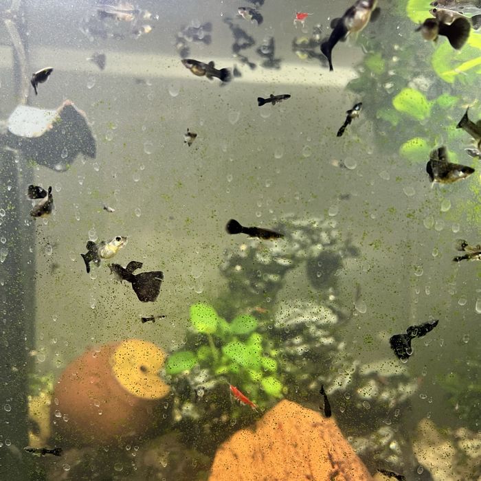 Гуппи черный принц самки готовые