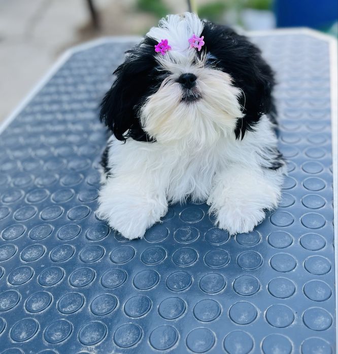 Ши-тцу малыши. Шитцу