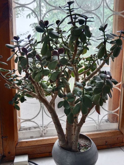 Комнатные цветы. !