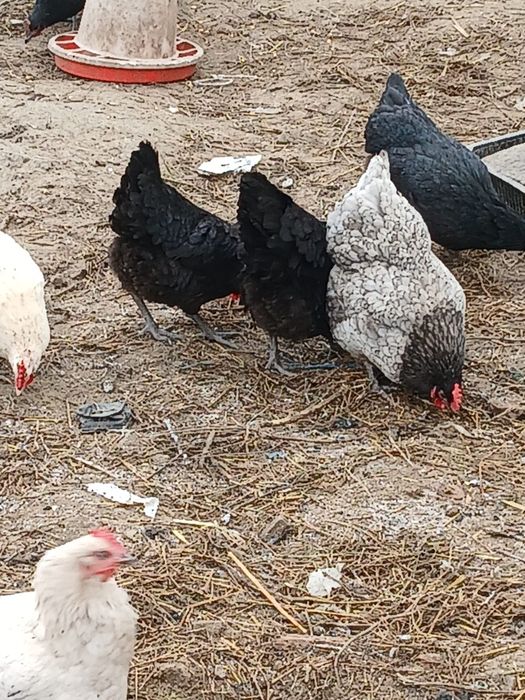 Oua pentru incubat astralorp