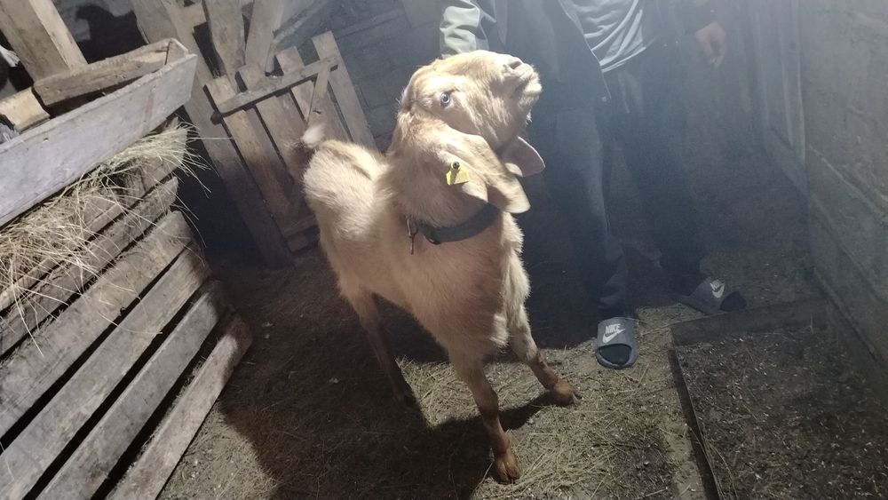 Продам козла битал