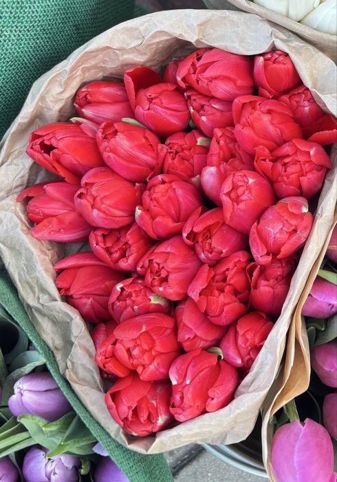 Тюльпаны оптом |300/в пачке 20 штук /