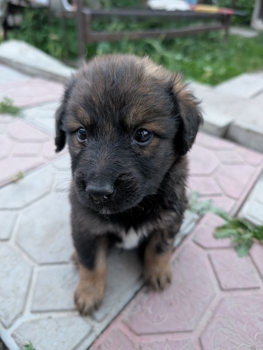 Отдам щенят в добрые руки