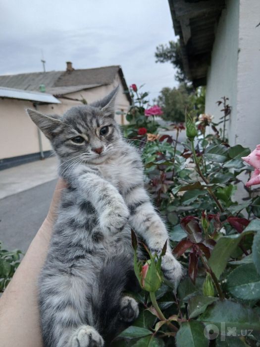 Котятам очень нужен дом!
