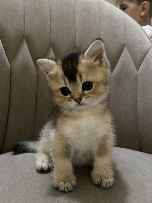 Продам Британские котята шиншилла