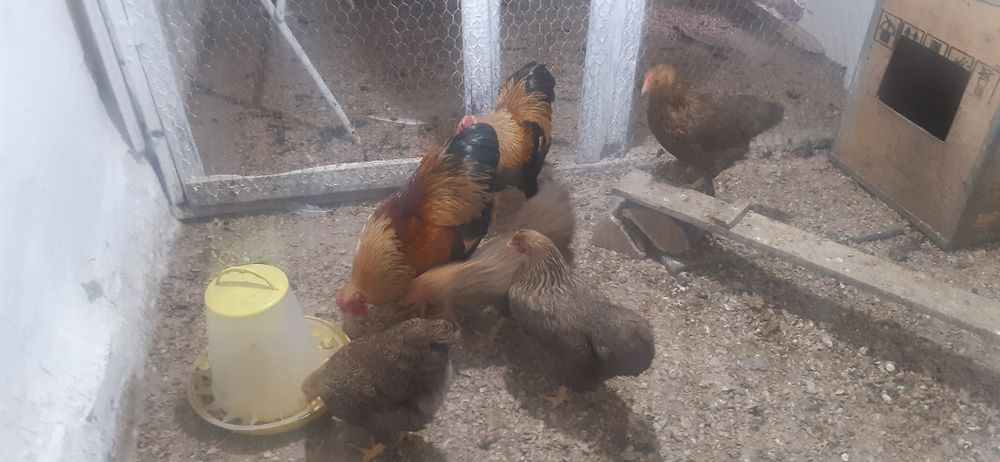 De vanzare wyandotte pitic