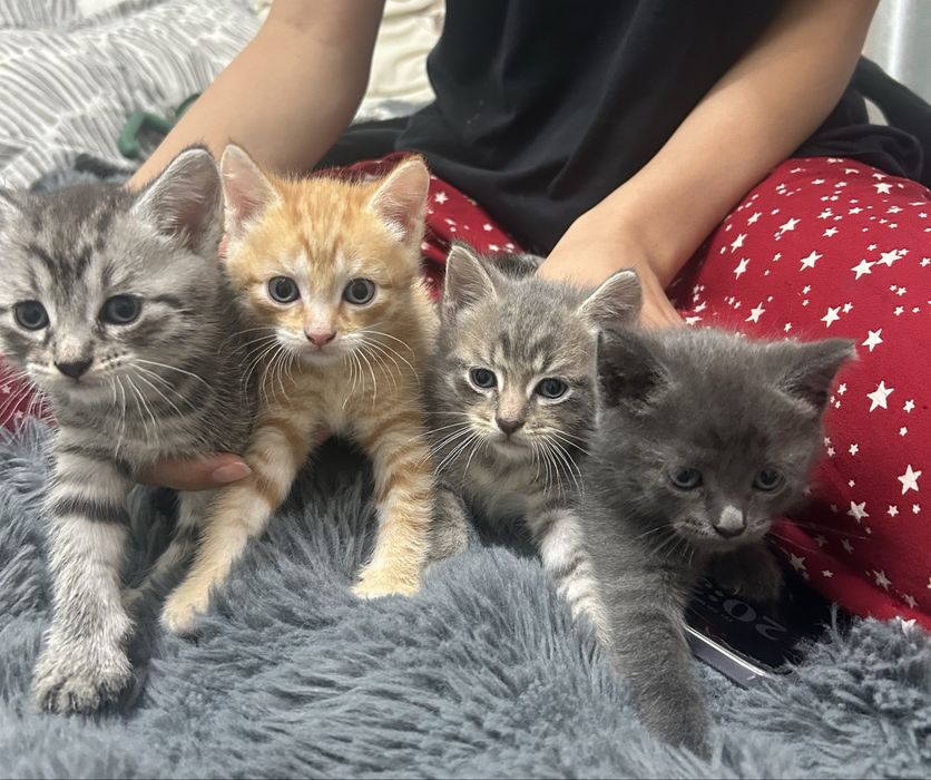 Котята 4 недели