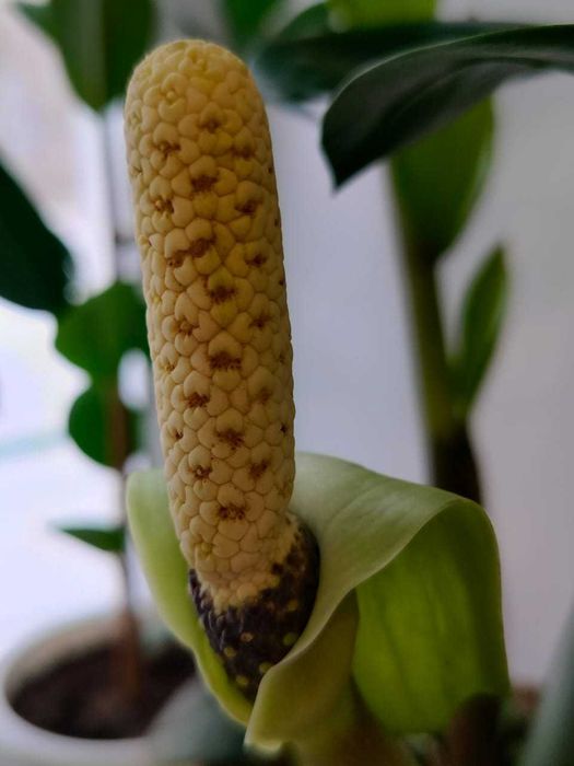 Цветок Замиокулькас