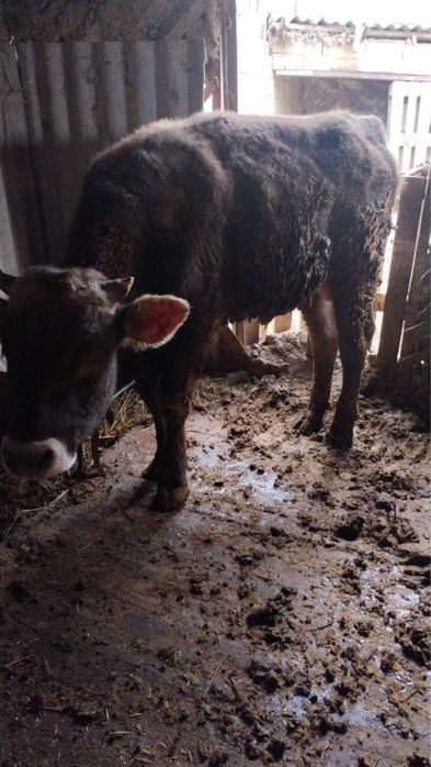 Корова продам сатамыз