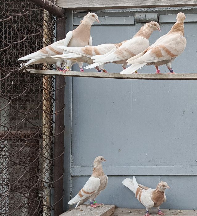 Бакинские голуби