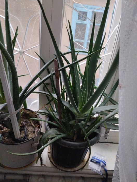 Домашние растения алоэ