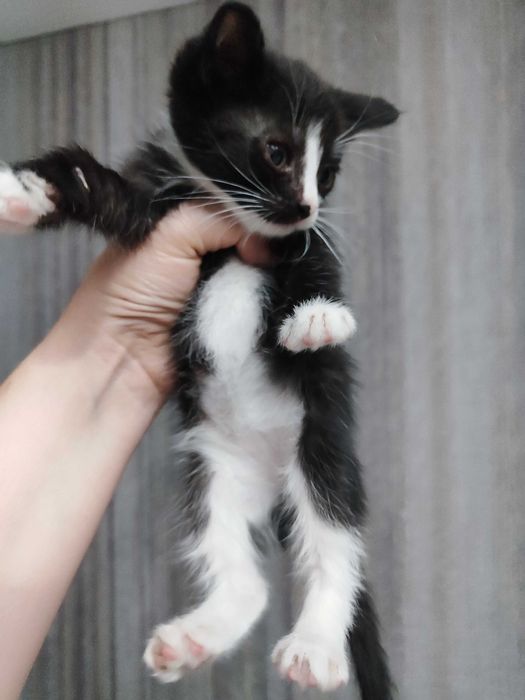 Отдам кошечку срочно 1.5 мес
