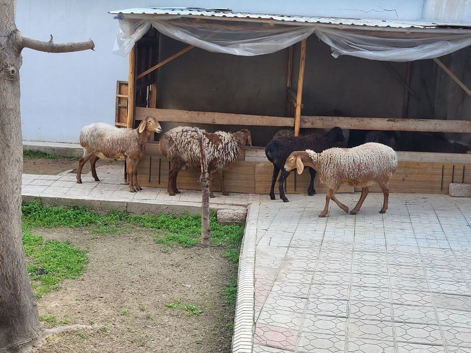 Тоза зотли солу куйлар