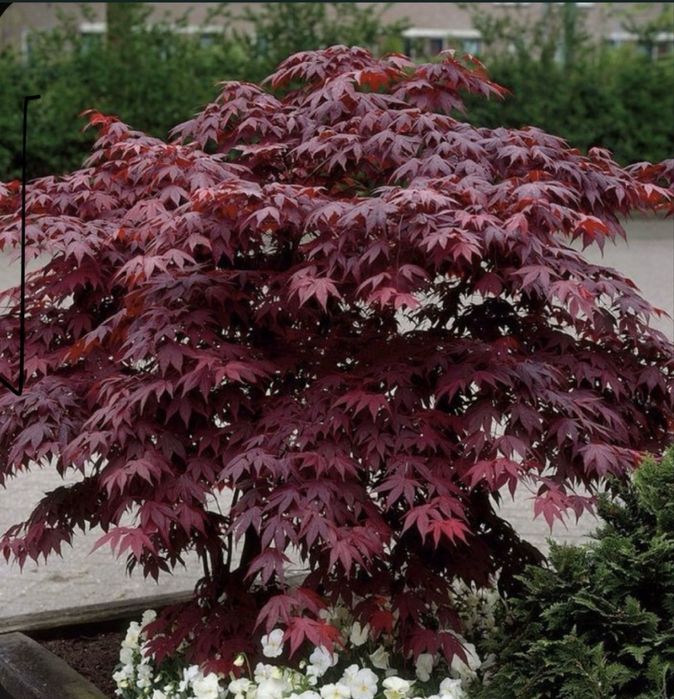 Amenajari gradini calitate superioass