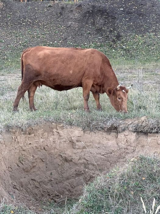 Срочно продам молодняк и корову
