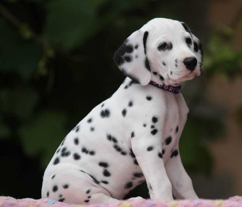 далматин щенки продаются
