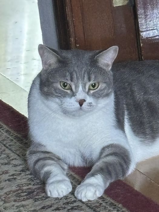 Отдаем кота в добрые руки
