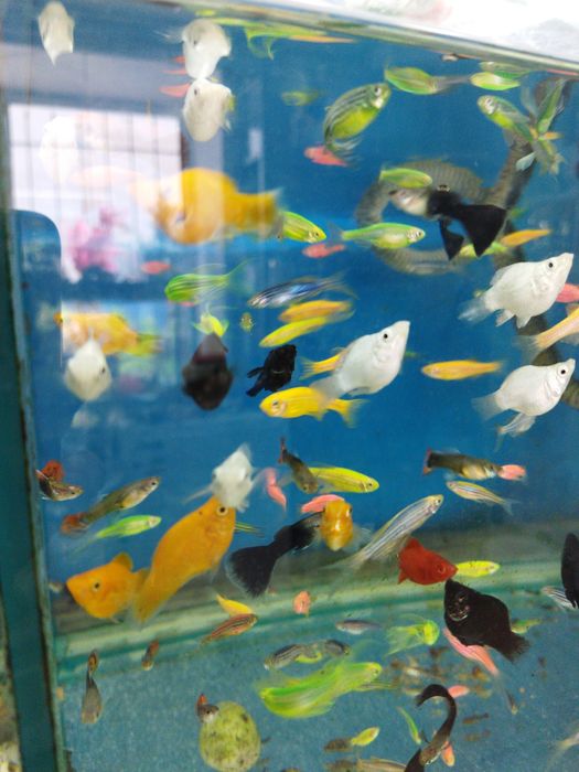 Аквариум алматы купить.НавоиФрунзе