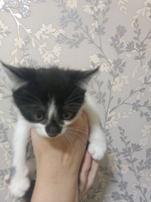 Отдам в заботливые руки.