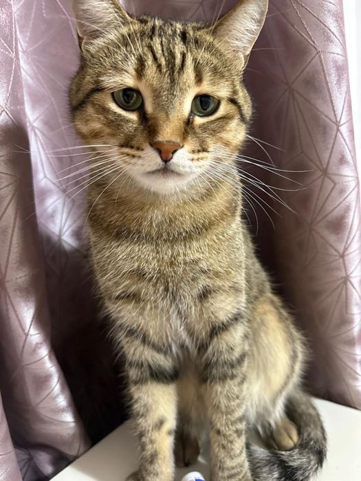 Пропал мой кот, кто видел