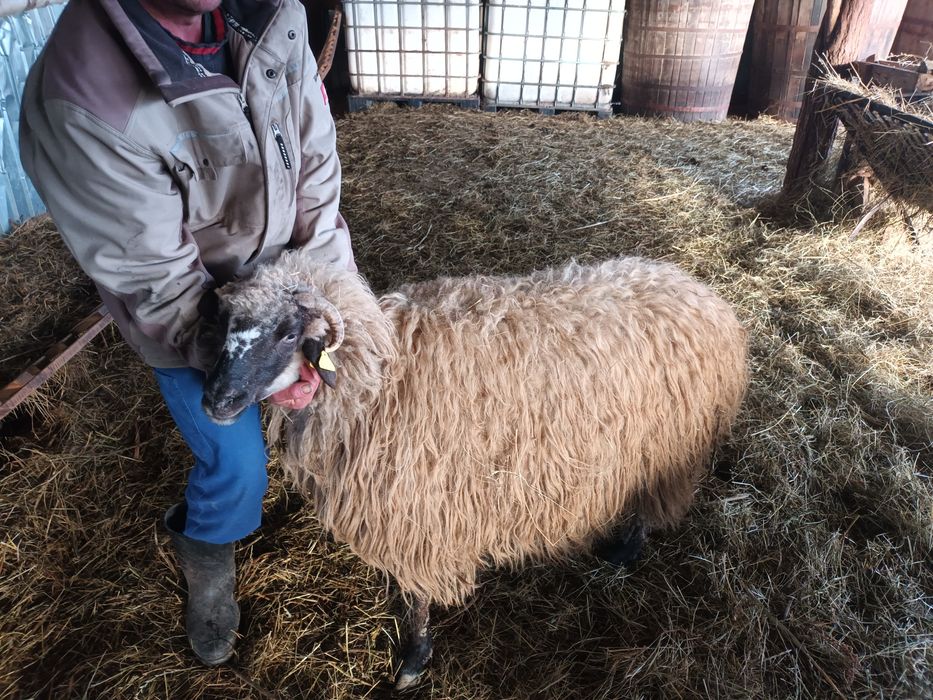 Vând 6 oi și o 2 noatine