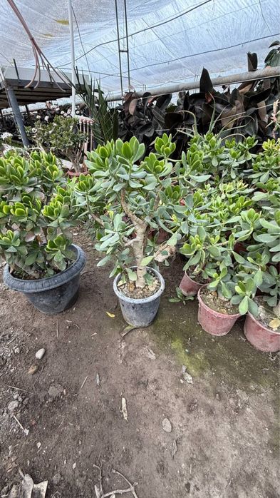 Fikus Kala Malochay Aloe Gullari sotiladi