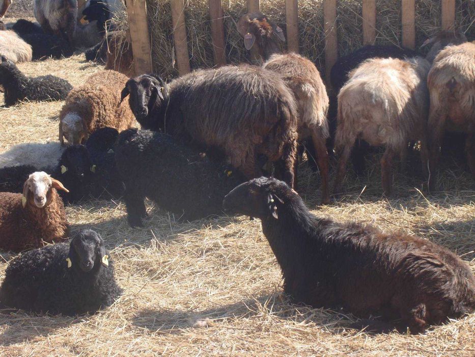 Койлар токтылар саттыкта