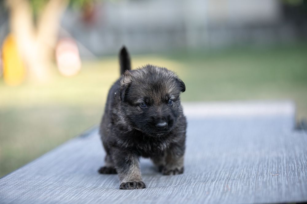 Pui Ciobanesc German - linii de munca