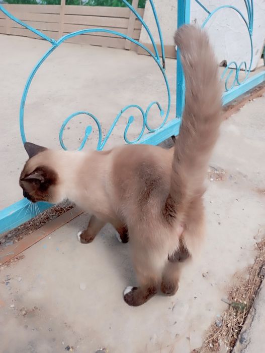 Klubda Ibizadagi porno