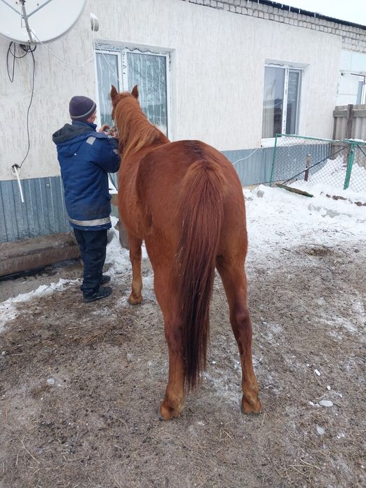 Бие сатылады 2 туган, минги