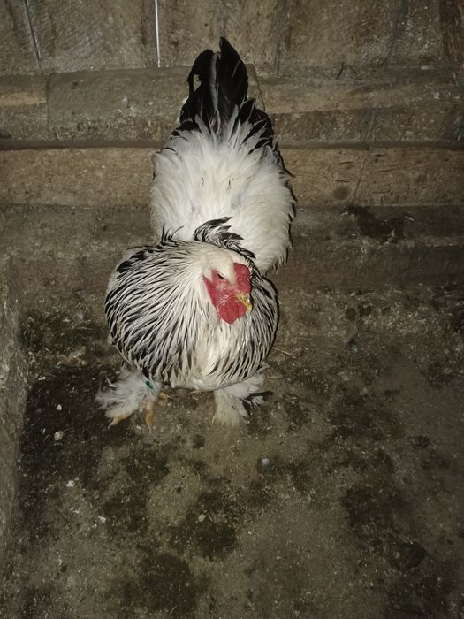 Vând cocoș brahma Columbia alb-negru