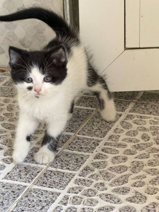 Продаются котята от золотистой шиншиллы и скоттишстрайта